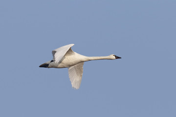 Tundra Swan Migrating in the Spring - Ontario, Canada