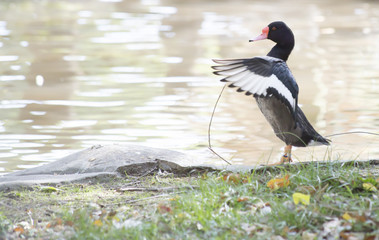Rosybill Pochard