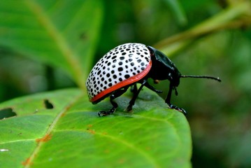 Beetle in Sierra Llorona, Panama