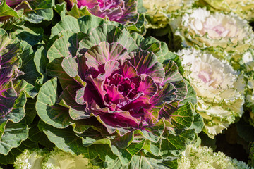 Fresh Cabbage (brassica oleracea)