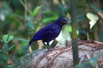 Blue whistling thrush (Myophonus caeruleus) in Tam Dao, North Vietnam