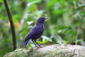 Blue whistling thrush (Myophonus caeruleus) in Tam Dao, North Vietnam