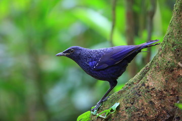 Blue whistling thrush (Myophonus caeruleus) in Tam Dao, North Vietnam