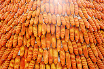 Yellow dried corn bundle together texture