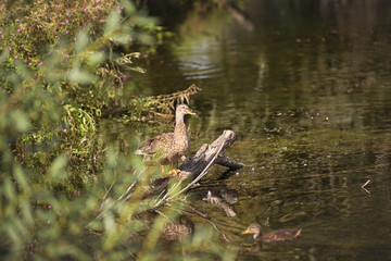 A duck stands on sunken log near the lake in the Park