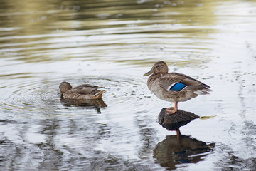 One duck floats on the water, another duck sitting on a log