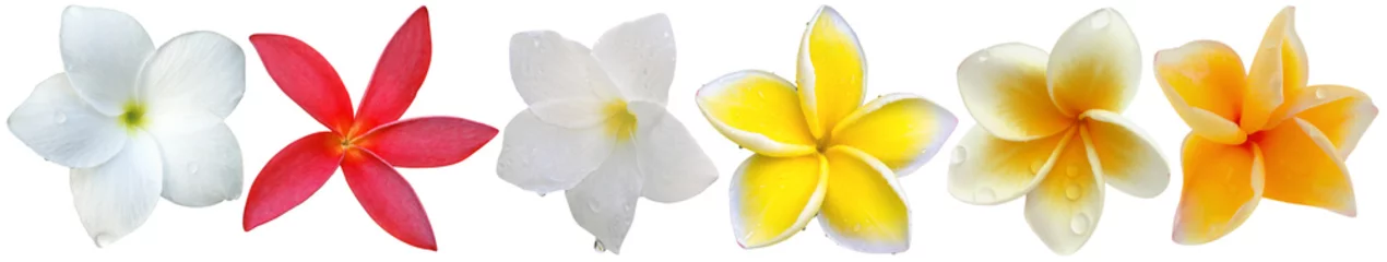 Foto auf Acrylglas Frangipani Frangipaniblüten, weißer Hintergrund