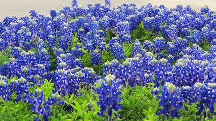 Texas Bluebonnets