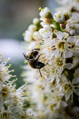 bee on flower