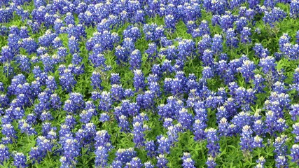 Texas Bluebonnets