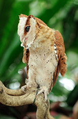 Closeup of a Barn Owl on an interesting branch