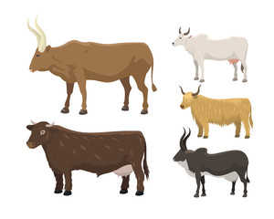 Bull and cow farm animal vector illustration.