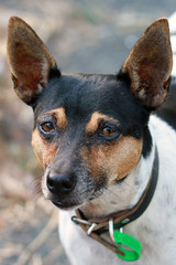 Fox Terrier Crossbreed Close Up Staring Intently Away