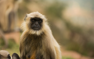 Cute little monkey in India