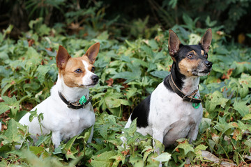 Two Fox Terrier Crossbreeds Sitting in Garden Foliage Together