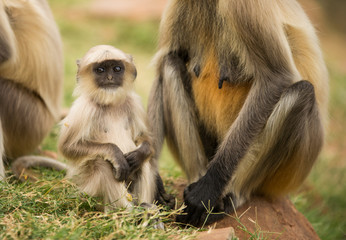 Fototapeta premium Cute little monkey in India