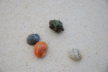 hermit crab on beach