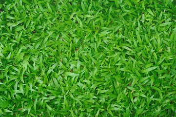 green grass background, use as wallpaper