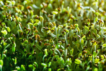 microgreen field