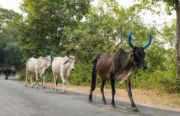 Sacred indian cow on street