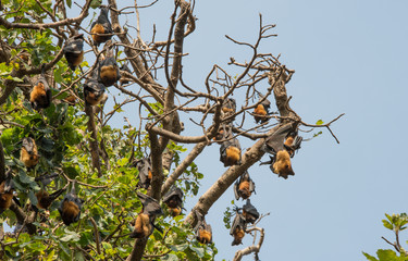 Flying fox fruit bats