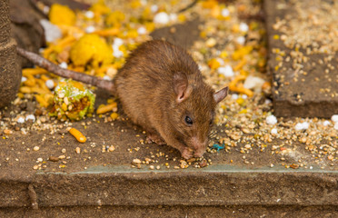 Feeding rats at Karni Mata temple in India