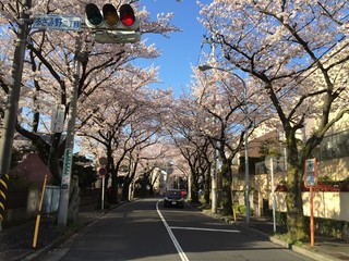 桜並木