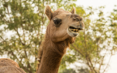 Cute camel at Camel research institute in India