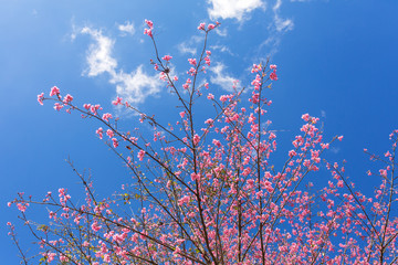 Pink sakura cherry blossom close-up