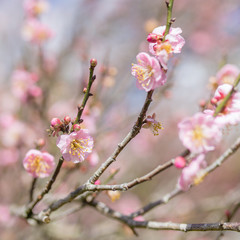 Fototapeta na wymiar Pink sakura cherry blossom close-up