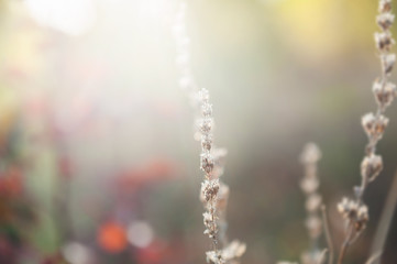 Wild grasses in the forest at sunset. Macro image, selective focus