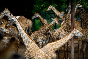 Giraffes 3