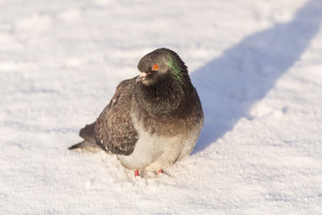 Obraz premium Portrait of gray pigeon