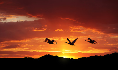 Fototapeta na wymiar Birds flying over mountains at sunset
