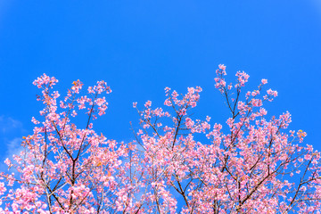 Spring Cherry blossoms, pink flowers with blue sky.