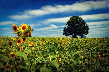 Obraz premium Sunflower field 