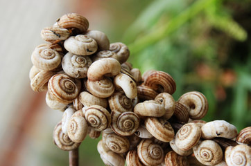 A lot of snails on a branch in a summer garden. Garden Pests.
