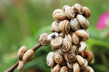 A lot of snails on a branch in a summer garden. Garden Pests.
