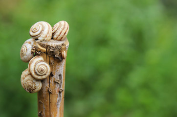 A lot of snails on a stick in the summer garden. Garden Pests.
