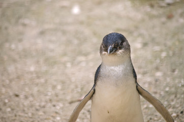 fairy penguin or little penguin