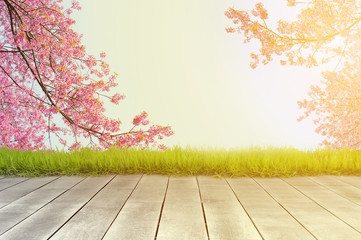 Naklejka na ściany i meble Wooden plank and cherry blossom branch background with sunlight