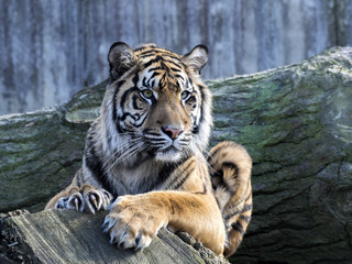 Portrait subadult female Sumatran tiger Panthera t. sumatrae