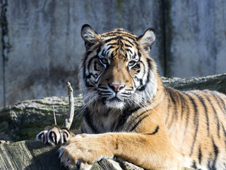 Portrait subadult female Sumatran tiger Panthera t. sumatrae