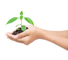 Fototapeta na wymiar Hand holding a plant with black soil on white background with clipping path