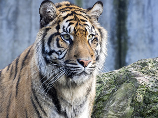 Portrait subadult female Sumatran tiger Panthera t. sumatrae