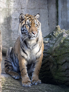 Portrait subadult female Sumatran tiger Panthera t. sumatrae