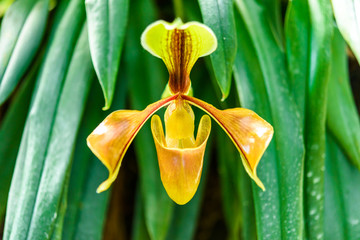 Paphiopedilum orchid species in the garden