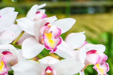 Fototapeta na wymiar Paphiopedilum orchid species in the garden