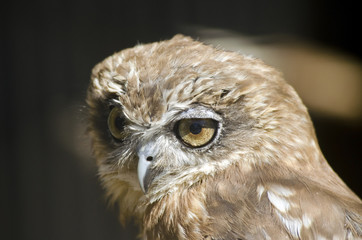 boobook owl