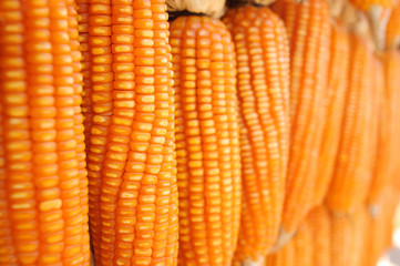 Stack of dry corn